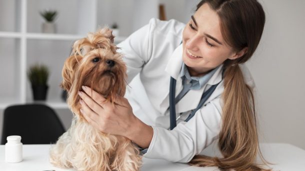 Información sobre medicina veterinaria
