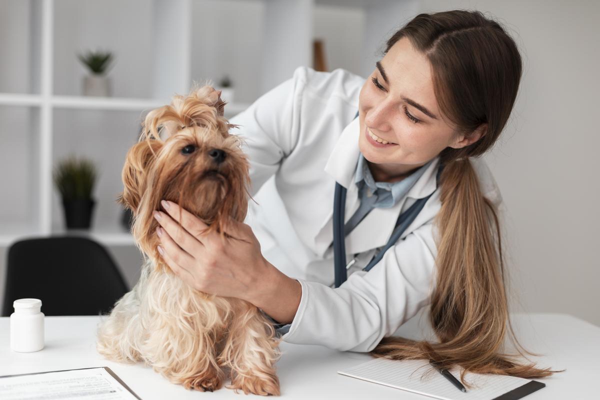 Información sobre la medicina veterinaria » The Educated Machine » Lo mejor  en educación